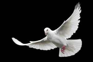 Liberada una paloma “espía” china después de estar encerrada ocho meses en la India