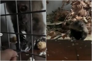 Liberan a un mono capuchino que estuvo 35 años enjaulado en condiciones deplorable por una anciana en Barcelona