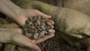 Los precios del cacao se disparan a niveles récords - AlbertoNews