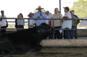 Maduro incluirá golosina a base de leche de búfala en el Clap para que no lo llamen "pichirre" (Video)
