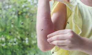Mantenga alejados a los mosquitos con estos trucos caseros: trampas, plantas y más - Gente - Cultura