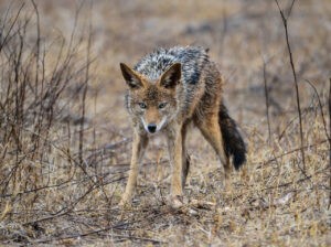 Más de 60 instituciones financieras en la mira del troyano 'Coyote'