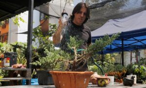 Medellín: el argentino que abrió una clínica y guardería de plantas en Aranjuez - Medellín - Colombia