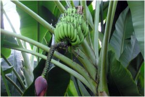 Misión de la FAO evalúa acciones junto con autoridades nacionales contra hongo que afecta a plantas de cambur y plátano
