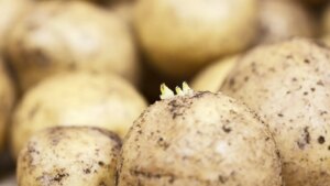 No deberías comer patatas a las que les salieron brotes: este es el motivo