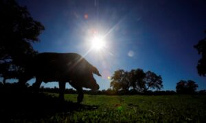 OMS mantiene bajo el riesgo de contagio de gripe porcina entre humanos tras caso en España - AlbertoNews