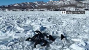 Orcas atrapadas en el hielo en Hokkaido, Japón