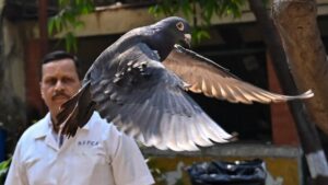 "Pasó 8 meses detenida": Liberaron en la India a una paloma que había sido acusada de espiar para China - AlbertoNews
