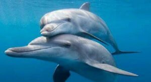 Pescadores avistaron delfines nadando en el Lago de Maracaibo