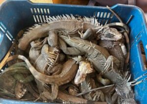 Rescatan a 40 iguanas hacinadas en bolsos de viaje