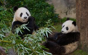 San Diego Zoo prepara el regreso de pandas gigantes a Estados Unidos