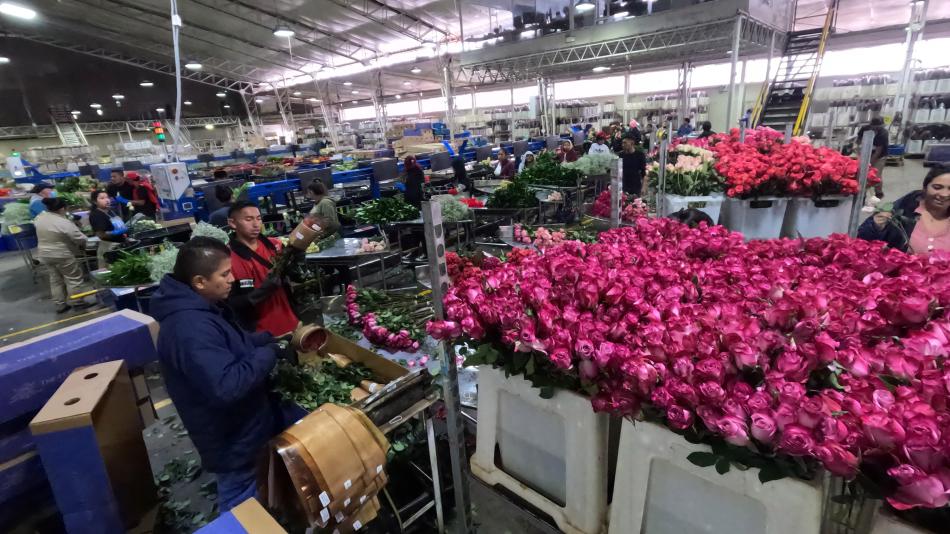 San Valentín: maratónica operación para llevar 14.000 toneladas de flores a EE.UU - Medellín - Colombia