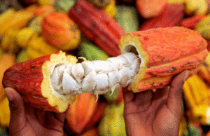 TELEVEN Tu Canal | Asoprocave: ProducciÃ³n de cacao cayÃ³ al menos un 50%