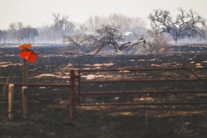Un muerto en el incendio forestal de Texas, uno de los mayores de su historia