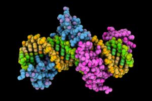 Una novedosa técnica de edición disminuye el colesterol en ratones sin alterar su ADN