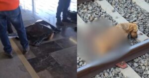 Usuarios denuncian crueldad animal por la muerte de un perrito en la Línea 12 del Metro