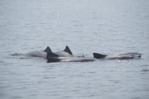 (+ Video) Avistan delfines en el Lago de Maracaibo
