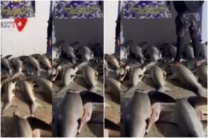 les decomisaron hasta 26 tiburones desmembrados (+Video)