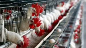 ¡Pollos para todos!: 27 kilos por persona, el consumo anual de los venezolanos