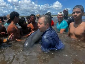 Rescatados más de 200 delfines que vararon en el Parque Nacional Morrocoy