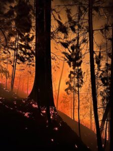 Alerta Sunep-Inparques: Avance de incendio en el Parque Macarao también es consecuencia la situación de los guardaparques