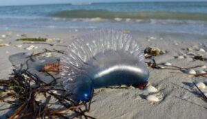 Alertan sobre presencia de falsas medusas en el Litoral Central