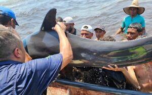 Así fue el rescate de los 200 delfines que estaban varados en una playa de Falcón