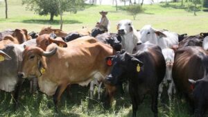 Asociación de Ganaderos de Táchira se queja del bajo precio de la carne a puerta de corral