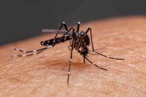 Aumento de casos de dengue en Venezuela preocupa a las autoridades sanitarias