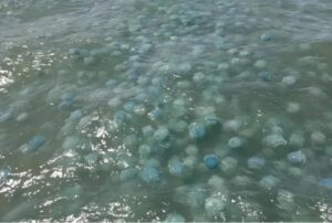 Aumento de medusas en costa de Falcón podría deberse a presencia de hidrocarburos
