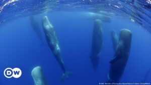 Cachalotes frustran ataque de orcas con un método insólito – DW – 28/03/2024