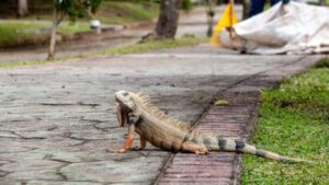 Cartagena, restaurante ofrecía carne de iguana y caparazón de tortuga carey en carta