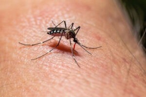 Casos de dengue aumentaron en Venezuela en relación al 2023