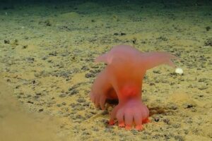 'Cerdo Barbie' y 'Unicumber': Las nuevas especies descubiertas en profundidades del Pacífico