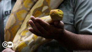 Científicos abogan por incluir serpientes en nuestra dieta – DW – 15/03/2024