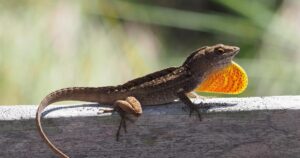 Científicos españoles descubren cómo los lagartos pueden alterar ecosistemas terrestres y marinos