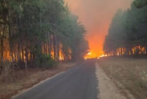 Combaten incendio en bosque de pinos en Uverito