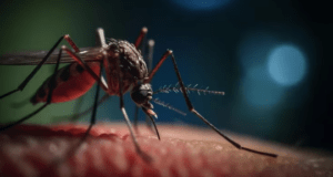 Cómo influye una alimentación sana y equilibrada en la protección frente al dengue