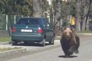 Declaran el estado de emergencia en el norte de Eslovaquia por los ataques de osos