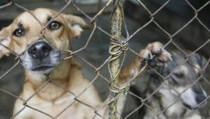 Del 11 al 26 de marzo se hará consulta pública de la ley contra el maltrato animal