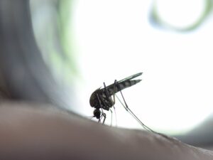 El ECDC notifica más de 70.000 casos y 15 muertes por chikungunya en todo el mundo