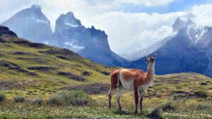 El fino pelaje de los guanacos clave en la conservación de un emblema argentino