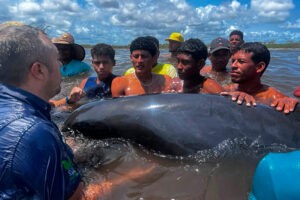 El rescate de 200 delfines que quedaron varados en una playa del Parque Nacional Morrocoy (+Imágenes)
