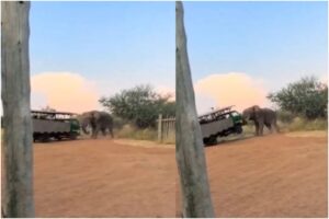 Elefante estuvo a punto de voltear un camión de turistas en safari de un parque en Suráfrica (+Video)