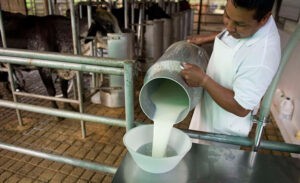 En riesgo un millón 150 mil litros de leche por los cortes eléctricos diarios