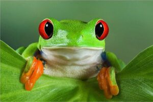 Estudio revela que ranas hembra guiñan el ojo a los machos para coquetear