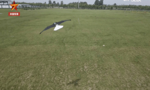Expertos aeronáuticos diseñaron un dron que imita perfectamente el vuelo de las aves (Video)