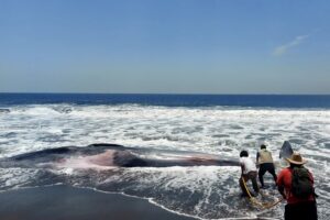 Hallan muerta una ballena de 13 metros en playa pacífica de Guatemala - AlbertoNews