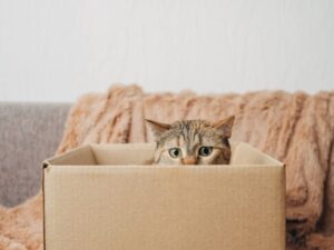 La caja de cartón, el mejor amigo del gato