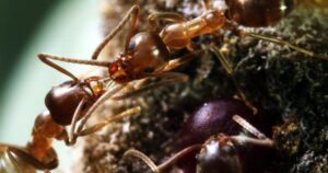 La mayor supercolonia de hormigas está en España